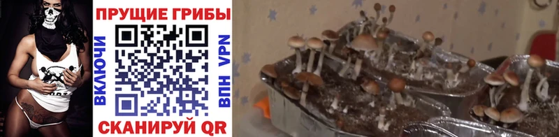 Галлюциногенные грибы ЛСД Липецк